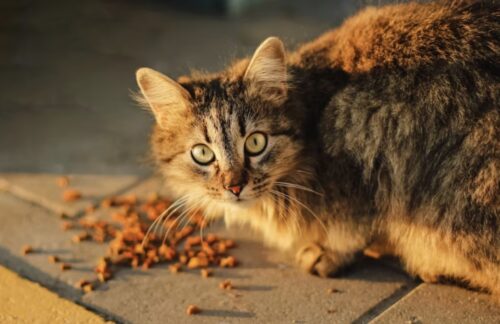 cibi pericolosi tossici gatto