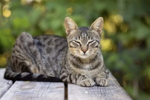 gatto fa gli occhi dolci