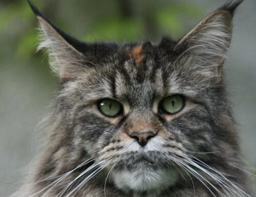 lettiera per maine coon