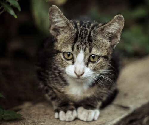 Come addomesticare un gattino selvatico o randagio