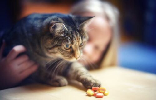 come dare la pillola al gatto