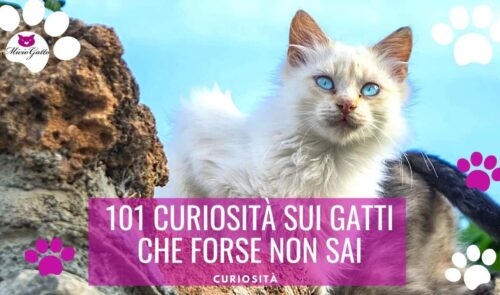 curiosita sui gatti