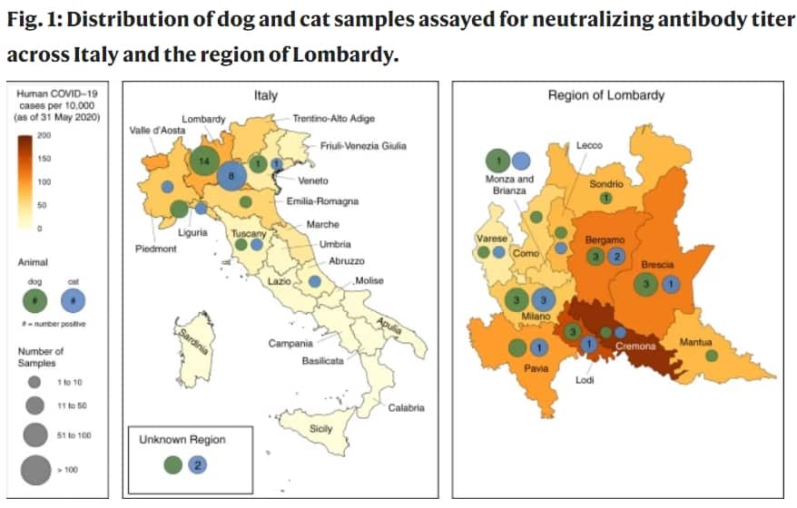 figura 1 studio covid cani e gatti