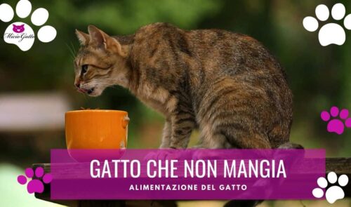 gattino che non mangia trucchi soluzioni motivi