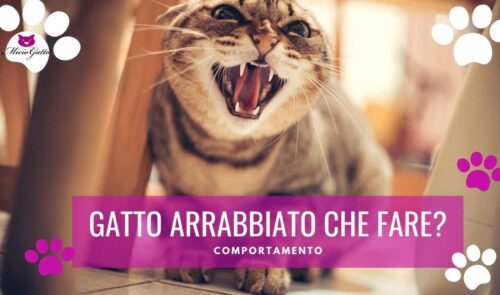 gatto arrabbiato gatto aggressivo