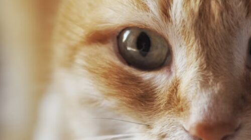 terza palpebra gatto