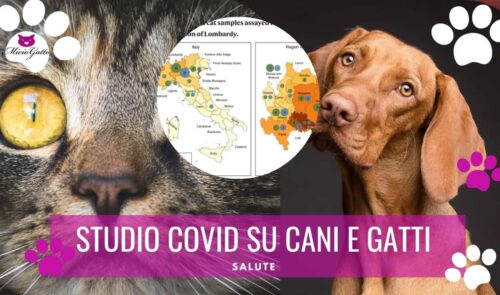 ultimo studio covid cani e gatti nature communications
