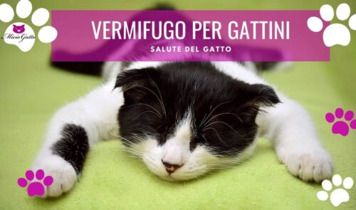vermifugo gattini