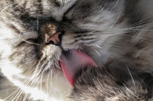 Gatto con lingua fuori