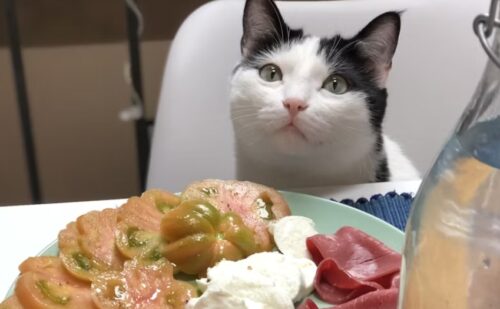 cosa possono mangiare i gatti