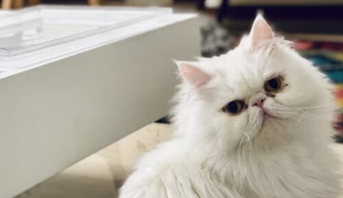 gatti con muso schiacciato