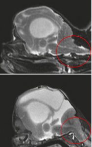 gattini con muso schiacciato