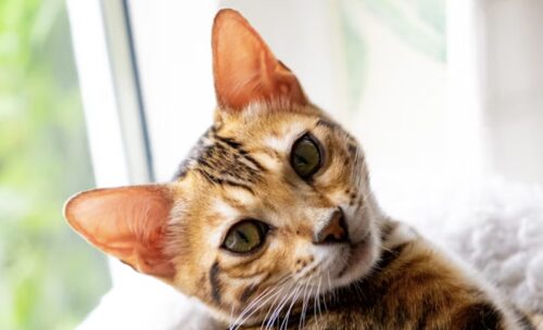 gatto orecchie calde