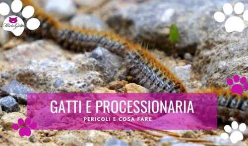 processionaria gatti cura terapia sintomi mangia