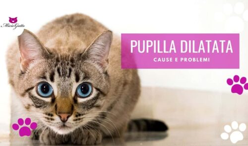 pupille dilatate gatto cause problemi