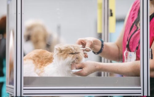 Tosare il gatto pro e contro della tosatura