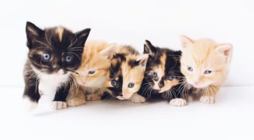 come riconoscere se un gattino e maschio o femmina