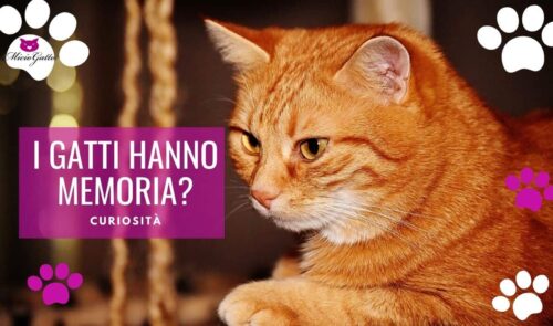 gatti hanno memoria riconoscono i padroni memoria gatti
