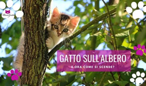 gatti sull albero come scendere pompieri gatto