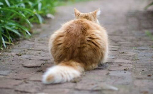 gatto offeso mi ignora