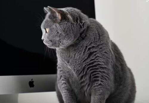 lipidosi epatica gatto