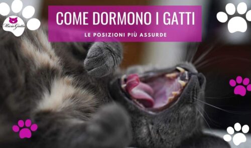 come dormono i gatti posizioni