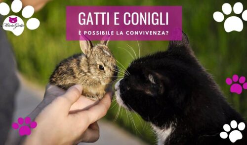 gatti e conigli convivenza attaccano presentazione