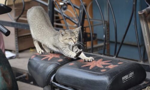 gatto che graffia il divano