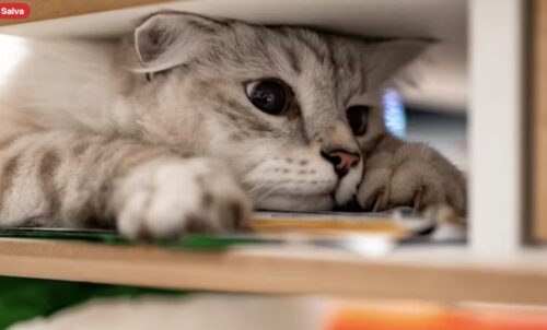 gatto dispettoso