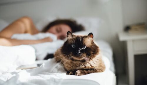 gatto fa pipi sul letto