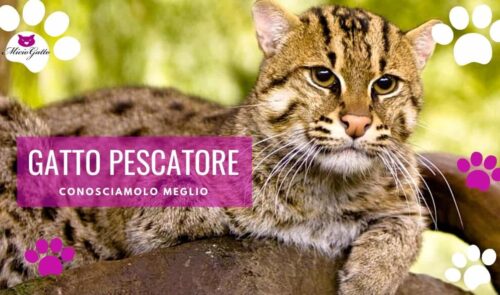 gatto pescatore gatto viverrino habitat caratteristiche