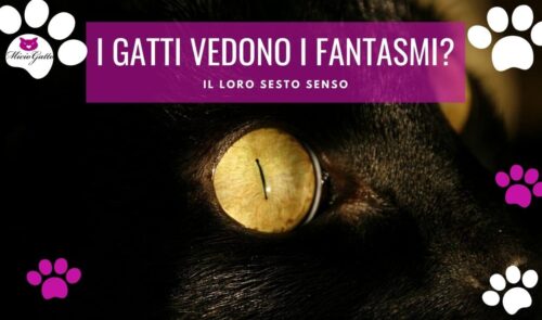 i gatti vedono i fantasmi sentono gli spiriti