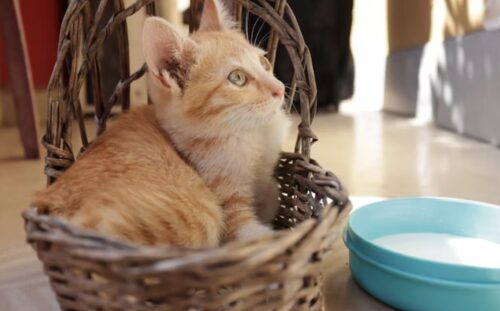 il latte fa male ai gatti