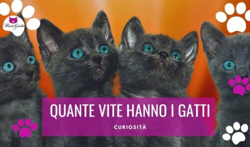 quante vite hanno i gatti 9 7