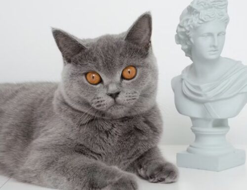 santo protettore degli aniamli