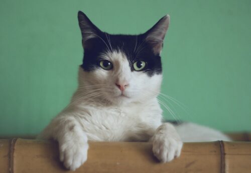 Il gatto prevede il terremoto