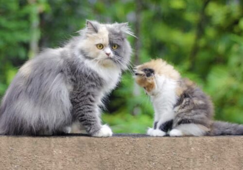 Quanto dura la gravidanza di un gatto