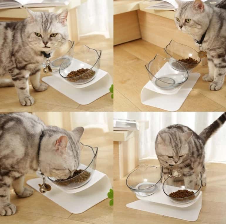 ciotola rialzata per gatti