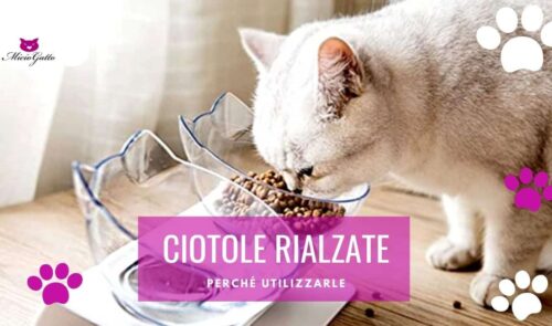 ciotole rialzate per gatti vantaggi anti ingozzamento anti vomito