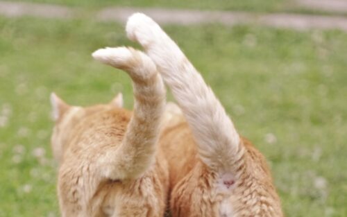 coda del gatto anatomia