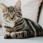 malattie del gatto piu comuni