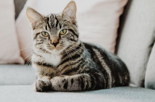 malattie del gatto piu comuni