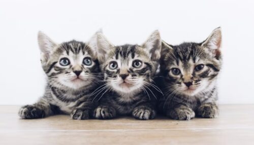 parassiti nei gattini