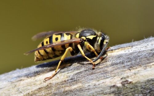 puntura ape vespa calabrone gatto