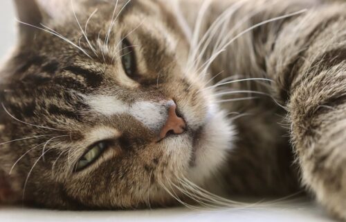 blocco intestinale gatto