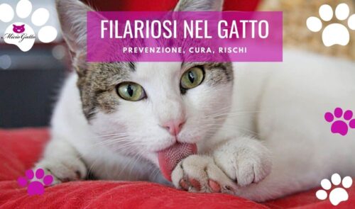 filaria gatto sintomi cura prevenzione