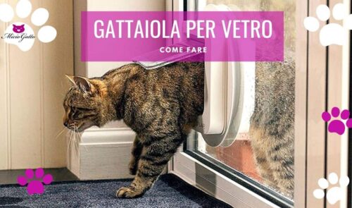 gattaiola vetro gatti scelta installazione