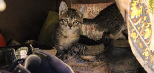 gatti maltrattati maltrattamento cosa fare