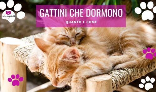 gattini che dormono