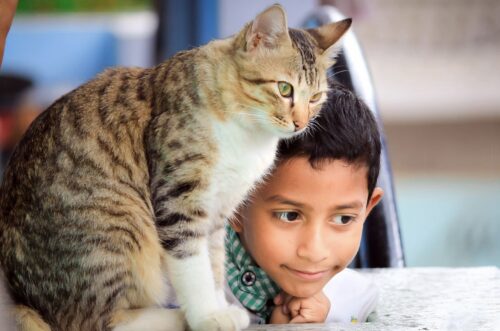 la bellezza di una vita con un gatto